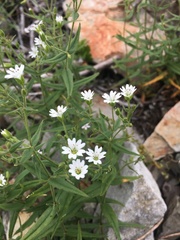 Pseudostellaria