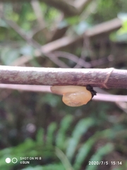 Helicarion perfragilis