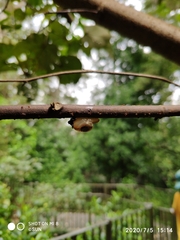 Helicarion perfragilis