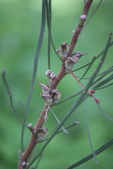 Hakea carinata