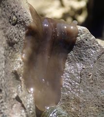 Notoplanidae