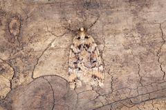 Pseudocoremia ombrodes