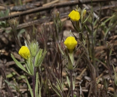 Castilleja lasiorhyncha