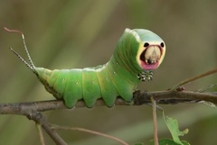 Cerura