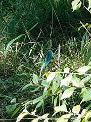 Calopteryx splendens