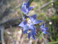 Thelymitra × truncata