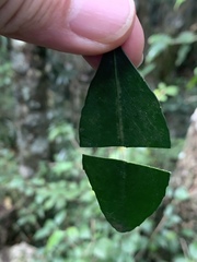 Robsonodendron eucleiforme