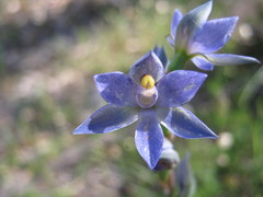Thelymitra × truncata