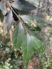 Robsonodendron eucleiforme