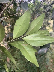 Robsonodendron eucleiforme