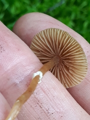 Galerina paludosa