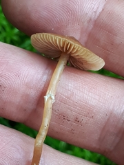 Galerina paludosa