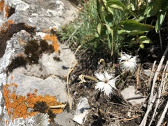 Dianthus acicularis