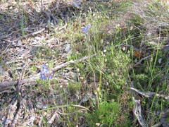 Thelymitra × truncata
