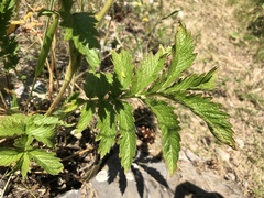 Potentilla longifolia