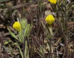 Castilleja lasiorhyncha