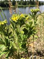 Potentilla longifolia