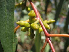 Eucalyptus goniocalyx