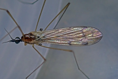 Neolimonia dumetorum