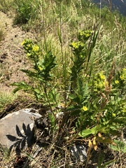 Potentilla longifolia