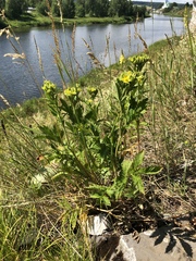 Potentilla longifolia