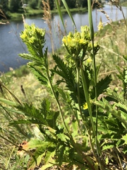 Potentilla longifolia