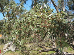 Eucalyptus goniocalyx
