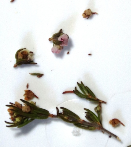 Image of Erica distorta by (c) Tony Rebelo, some rights reserved (CC BY-SA)