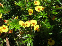 Pultenaea pedunculata