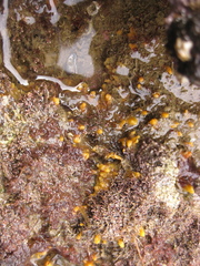 Ciocalypta polymastia