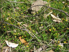 Pultenaea pedunculata