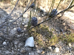Allocasuarina distyla