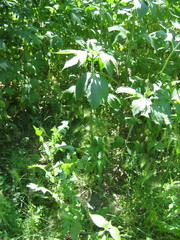 Ambrosia trifida