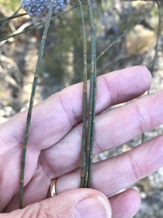 Allocasuarina distyla