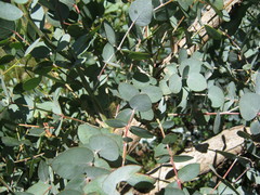 Eucalyptus goniocalyx