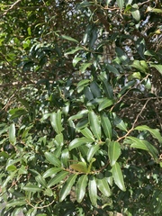 Aphloia theiformis