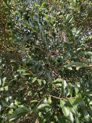 Aphloia theiformis