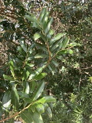 Aphloia theiformis