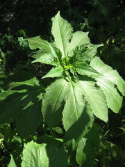 Ambrosia trifida