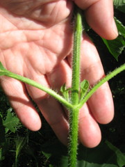Ambrosia trifida