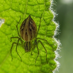 Oxyopes lineatus