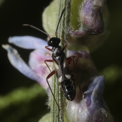 Globiceps flavomaculatus