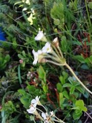 Androsace obtusifolia