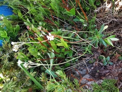 Androsace obtusifolia