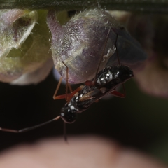 Globiceps flavomaculatus