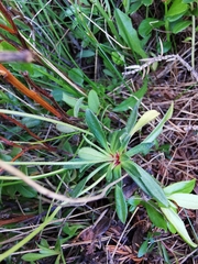 Androsace obtusifolia