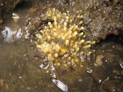 Ciocalypta polymastia