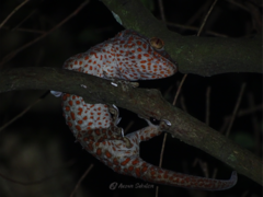 Gekko gecko