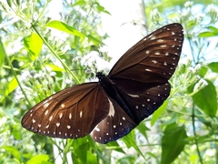 Euploea phaenareta