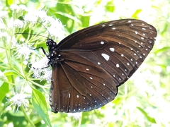 Euploea phaenareta